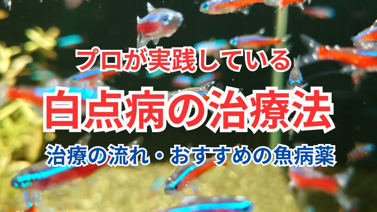 僕が実際に行っている白点病の治し方をご紹介します！