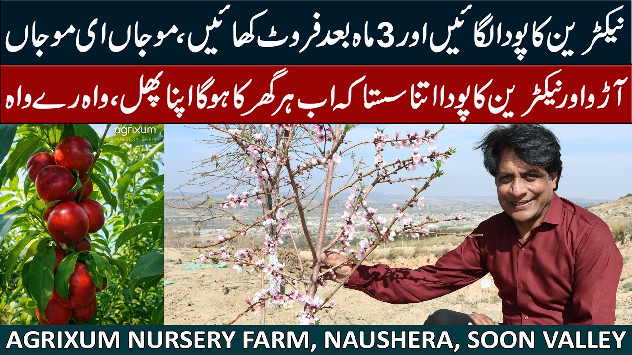 Buy Nectarine & Peach Plants at Low Prices 🌱🍑 | Agrixem Nursery Farm Tour Naushera