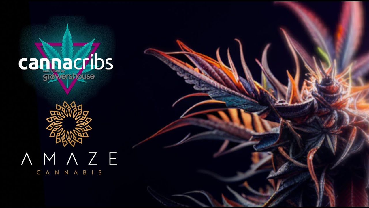 AMAZE Cannabis: Empowering Communities, Dispelling Myths, and Mastering the Art of Cultivation