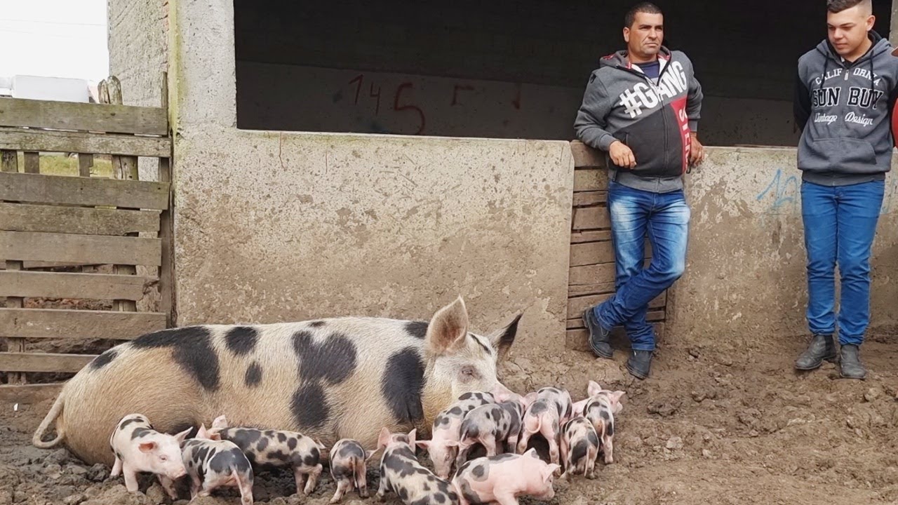 FEIRA DE SUÍNOS CHEIA EM CACHOEIRINHA-PE    #nordeste   15-09-2022