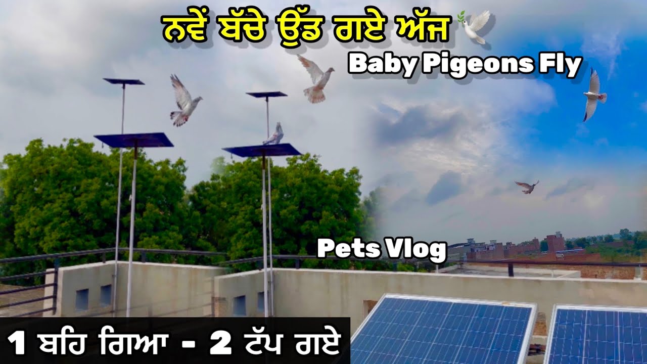 ਨਵੇਂ ਬੱਚੇ ਉੱਡ ਗਏ ਅੱਜ🕊️|| Baby Pigeons 1st Fly🕊️|| 2 ਕਬੂਤਰ ਟੱਪ ਗਏ💔|| #pigeon #kabootar