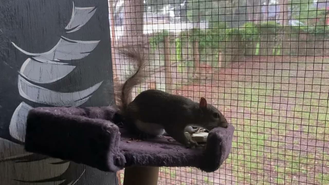 Squirrel Calcium Fix