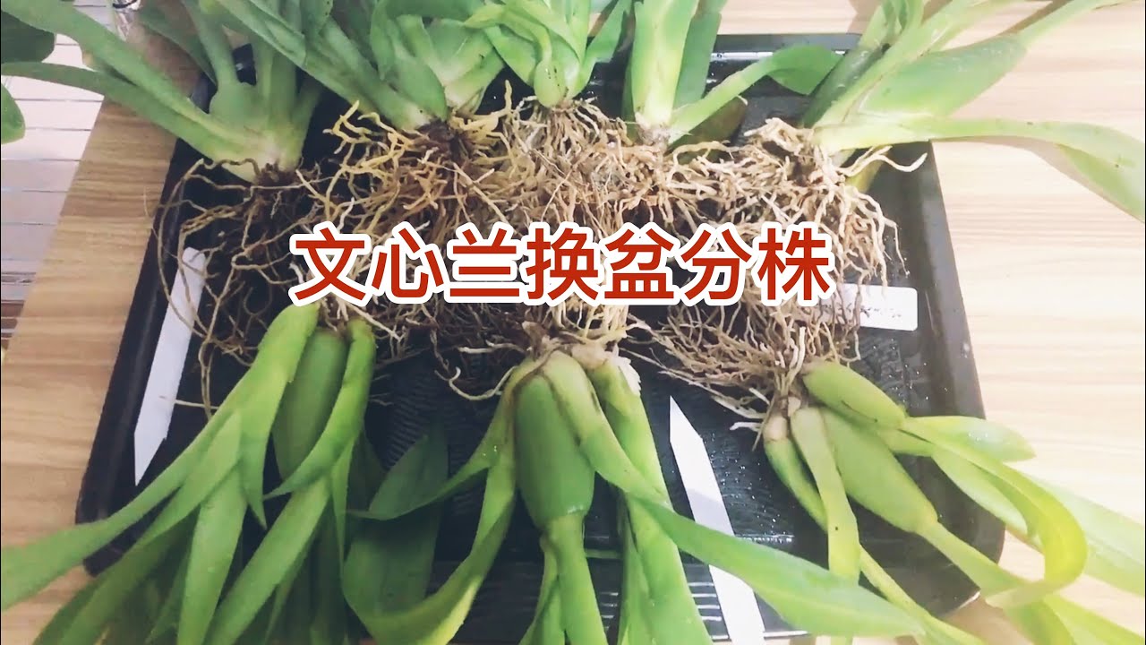 怎样给文心兰换盆分株？Dividing and Repotting Oncidium Orchids