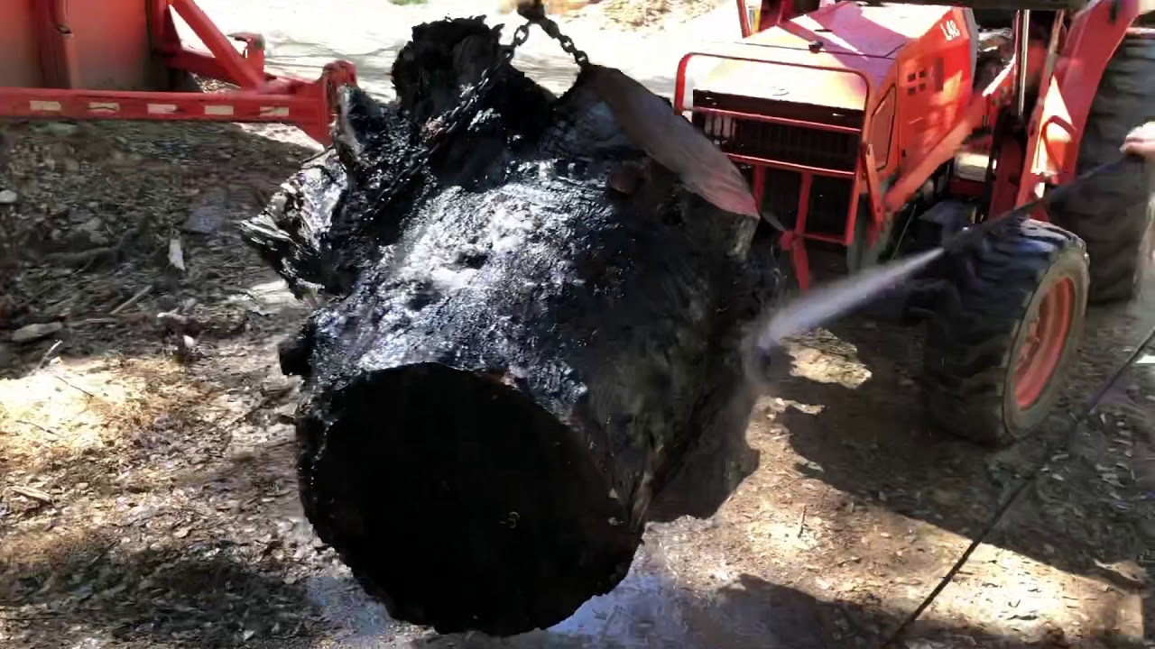 Milling A Huge Walnut Root With A Woodmizer! 20+ Perfect Slabs