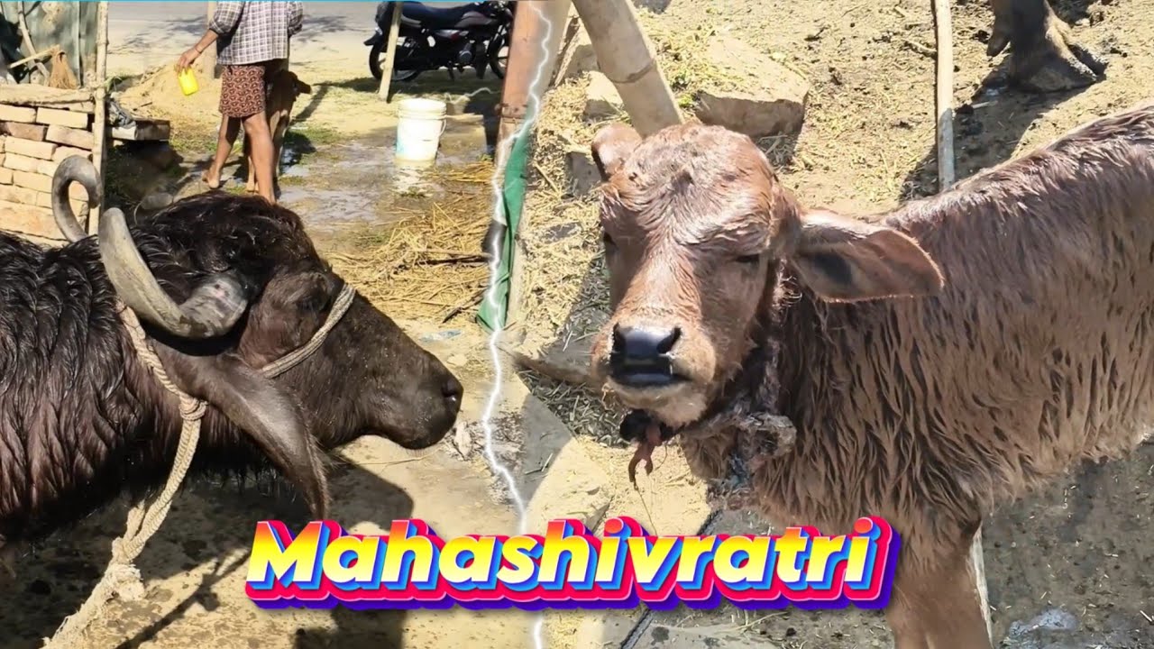 Papa ji ne Sab ko nahla Diya 🥰 Vlogs(Day=3)
