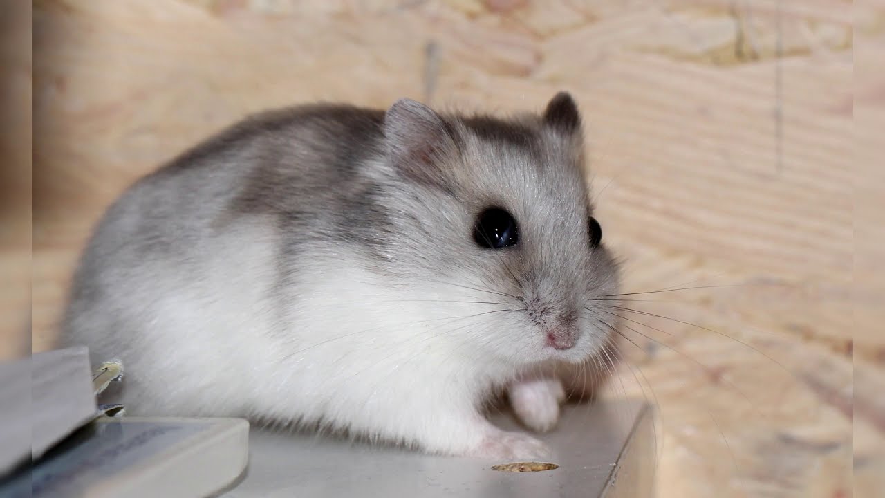 Djungarian hamster. Pros and Cons, Price, How to choose, Facts, Care, History