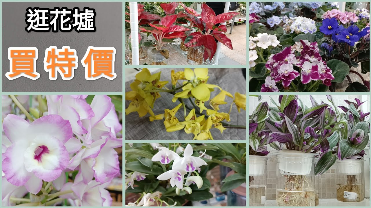 香港花墟逛一圈，特價蘭花帶回來，看看有什麼戰利品26/3/2025