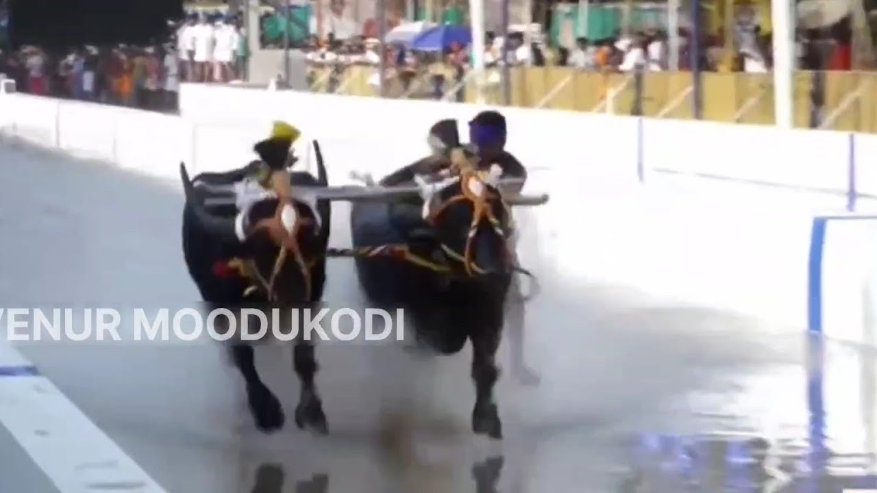 Yermal Kambala Balluda Malla Chance Race| Moodukodi| Yermal| Kambala | VMGNP| #kambala