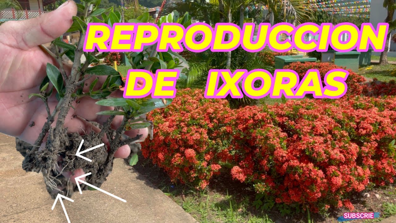 Los secretos de la REPRODUCCION de IXORAS : CONSEJOS expertos con PASOS SIMPLES #ixora #flores