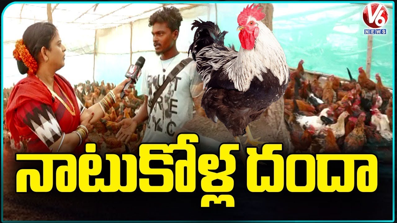 Country Chicken (Naatu Kollu) Business In Medaram Jatara 2026 | Sammakka Saralamma | V6 News