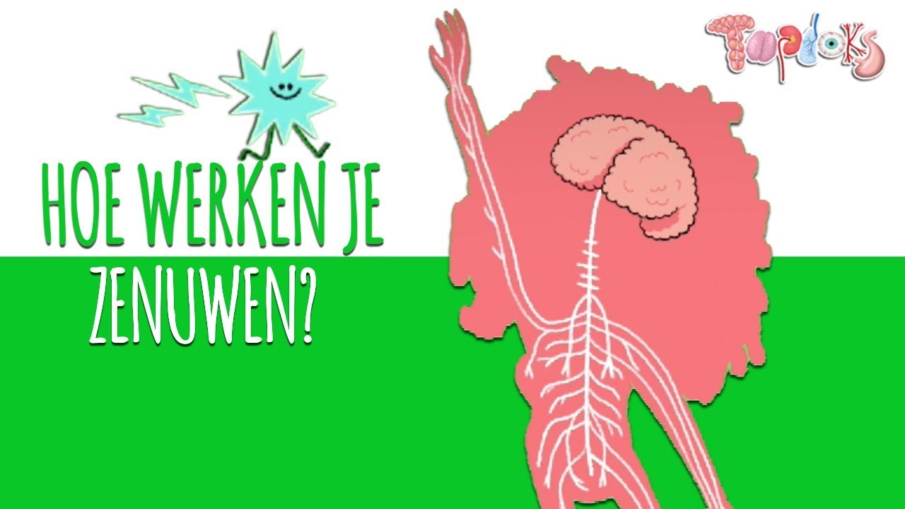 HOE WERKEN JE ZENUWEN? - TOPDOKS ANIMATIE