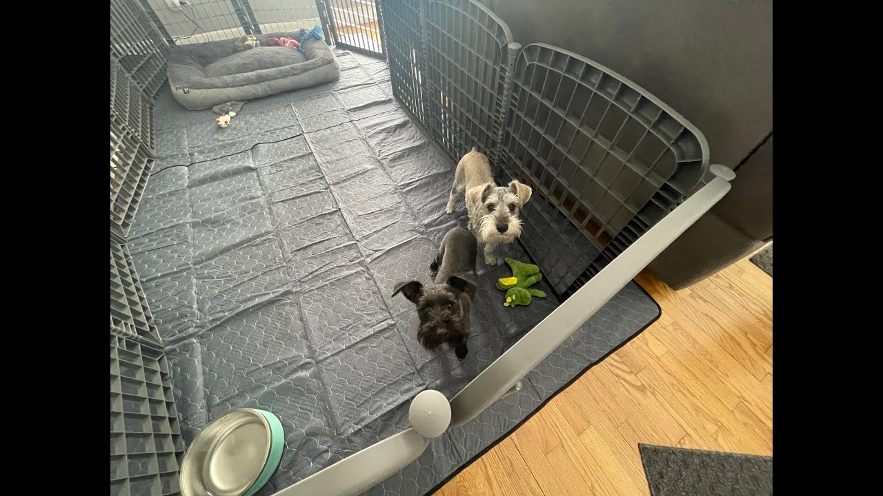 New Playpen For The Puppies | Life With Schnauzers