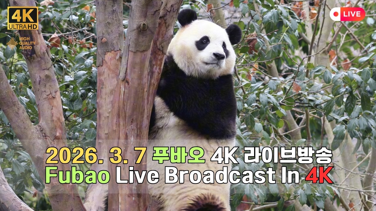 3월 7일의 푸바오의 하루를 4K 고화질 고음질 방송으로 만나보세요.(4K Fubao Live Broadcasting)