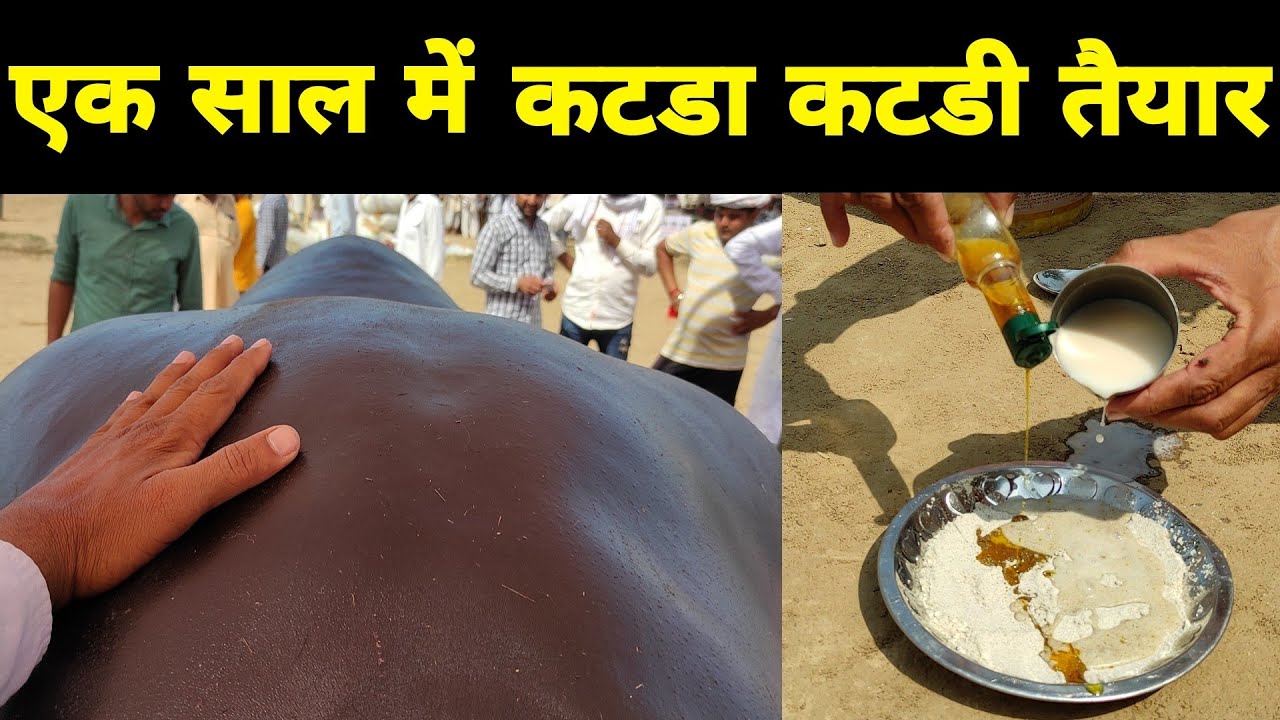 No.1 formula to prepare katda katdi in one year |  कटडा कटडी एक साल में तैयार करने का No.1 फार्मूला