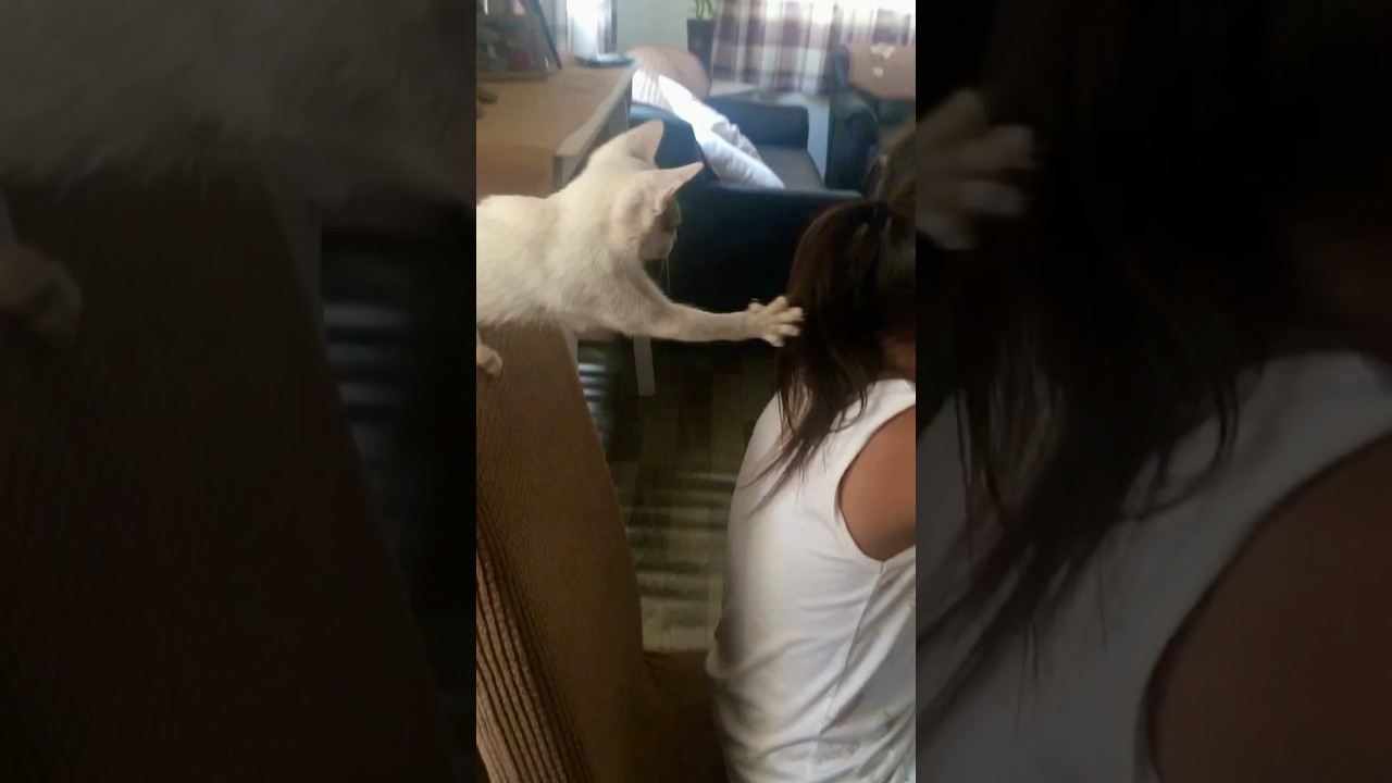Funny cat loves playing, pulling & licking her human's hair #funnyvideo #funnyanimals #cat #cute