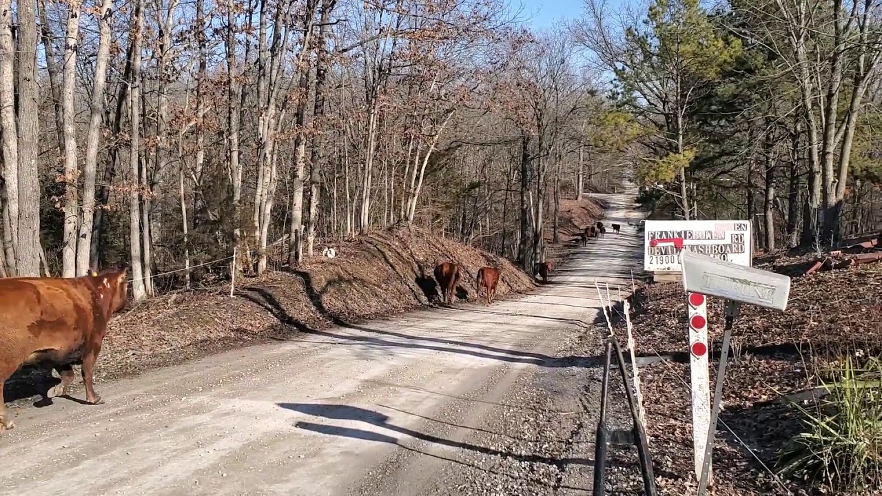 Country roads, take me home, to Greg Judy's, grazing farm!