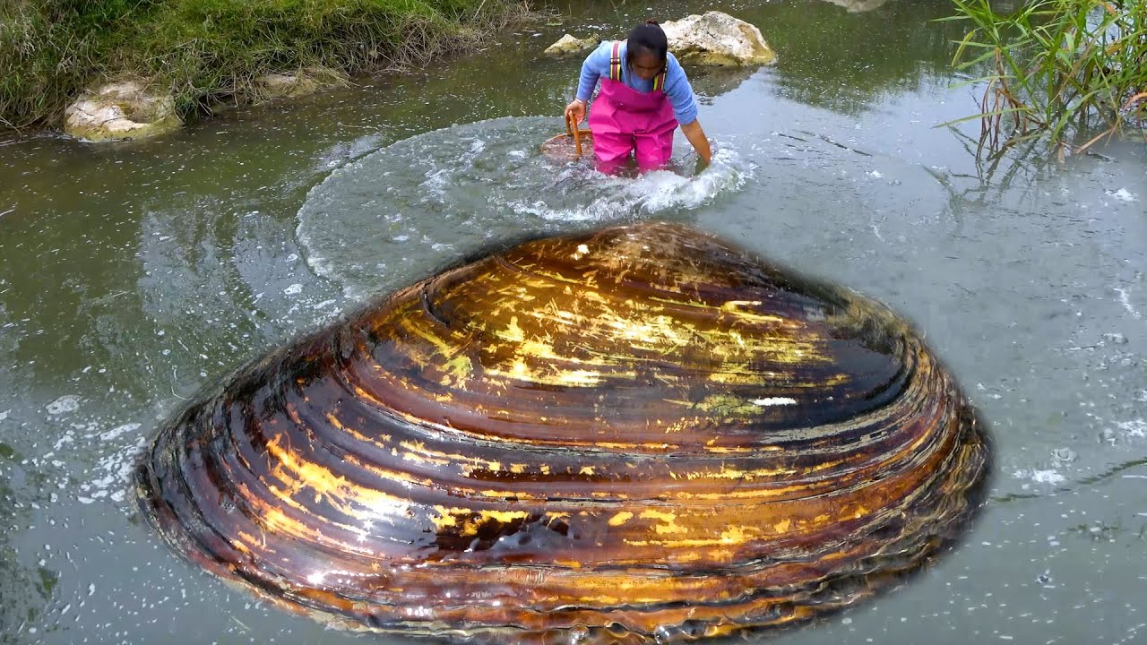 For a better pearl, I found this largest river clam