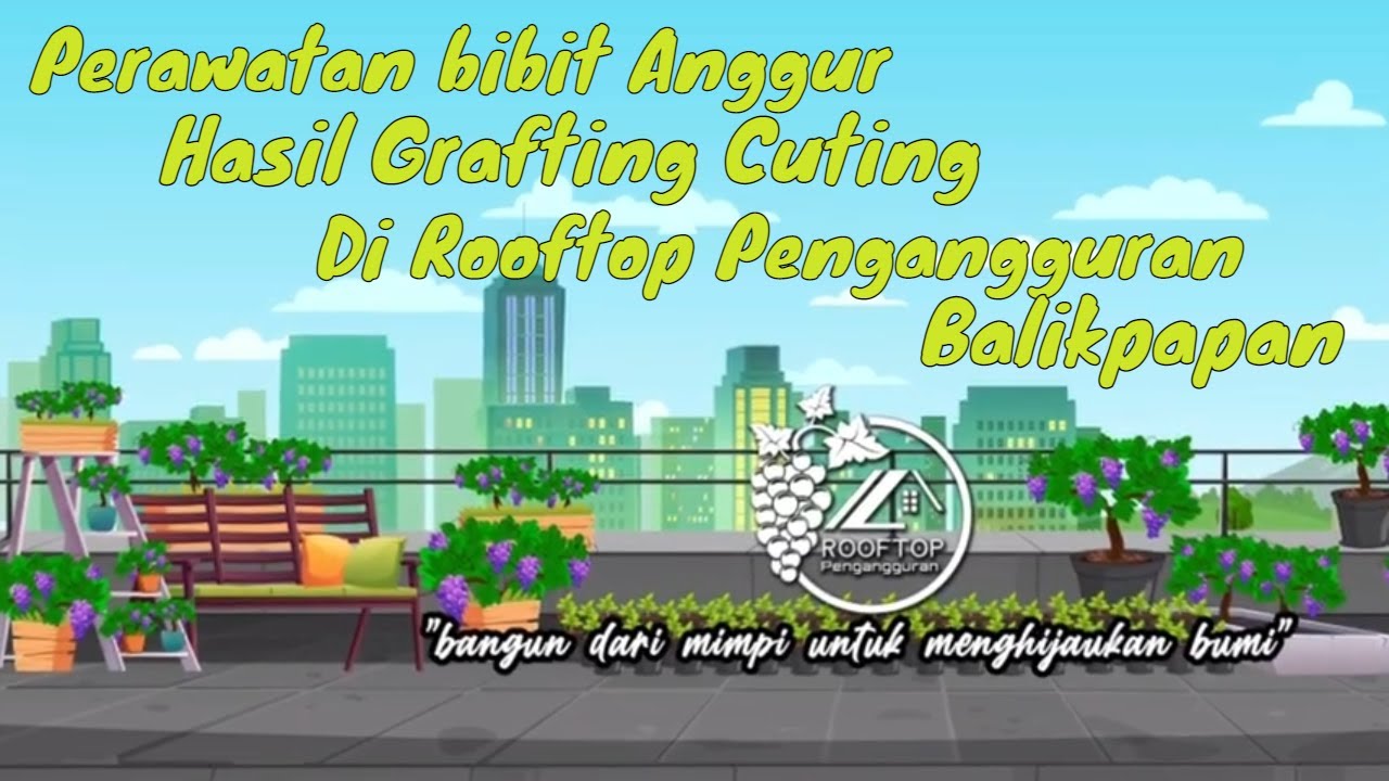 Proses Perawatan bibit anggur hasil Grafting Cuting di Rooftop Pengangguran