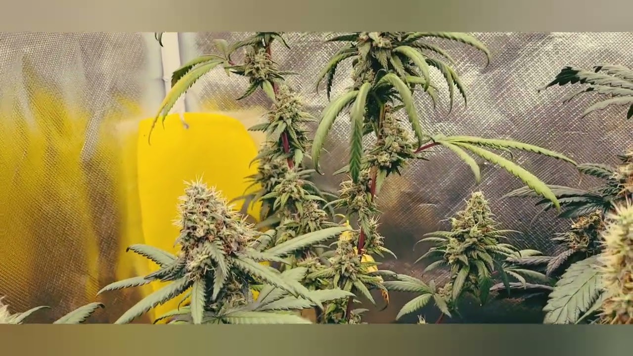 “How I Grow Perfect Cannabis Every Time (Beginner Friendly)”