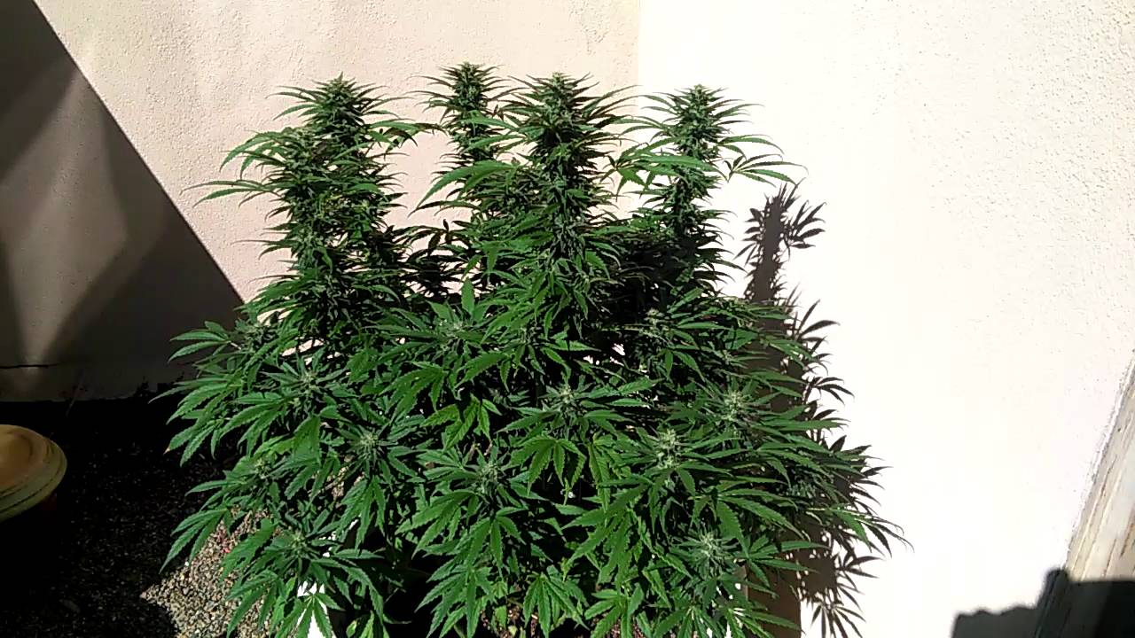 Outdoor Cannabis Grow 2016: Zeta Sage: 7 Weeks Flowering