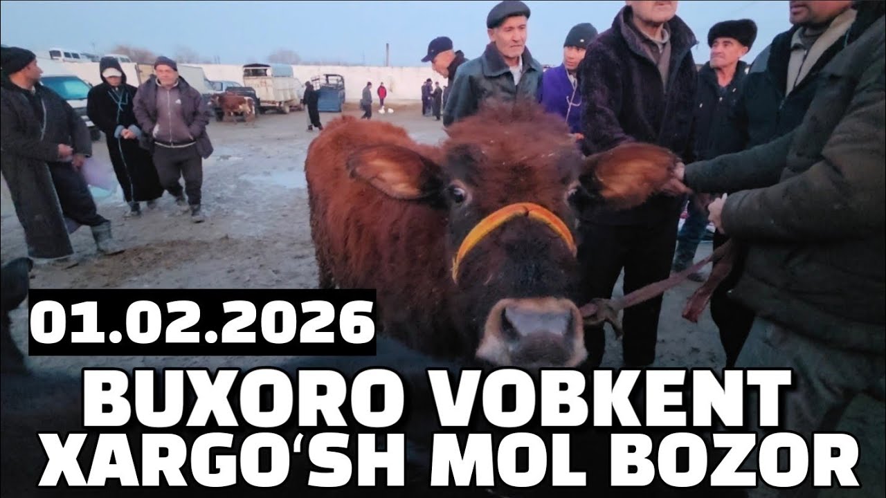 БУХОРО ВОБКЕНТ ХАРГУШ ЧУКУР МОЛ БОЗОР 01.02.2026 ЁШ БУКАЧА НАРХЛАР 