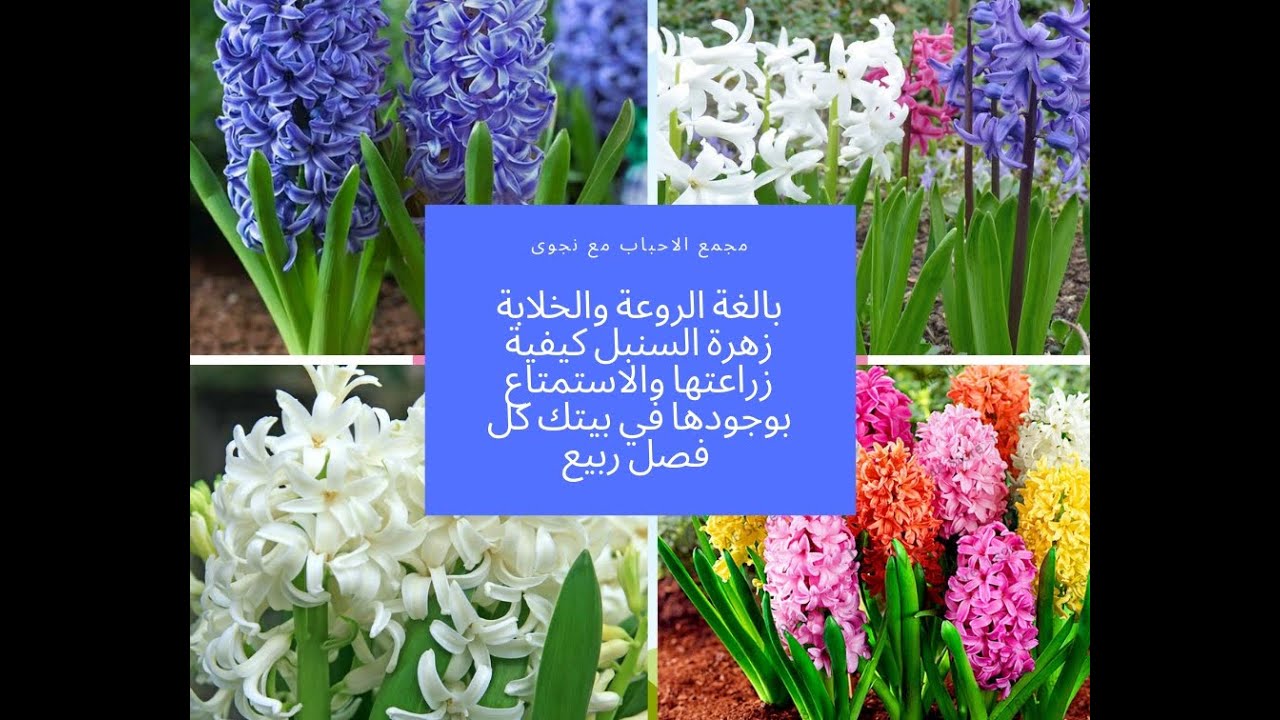 كيفية زراعة وانبات زهرة السنبل والاحتفاظ بها كل فصل ربيع .Hyacinthus orientalis