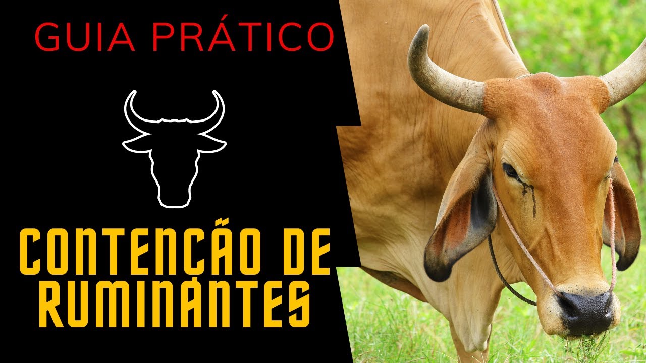 Contenção de Ruminantes