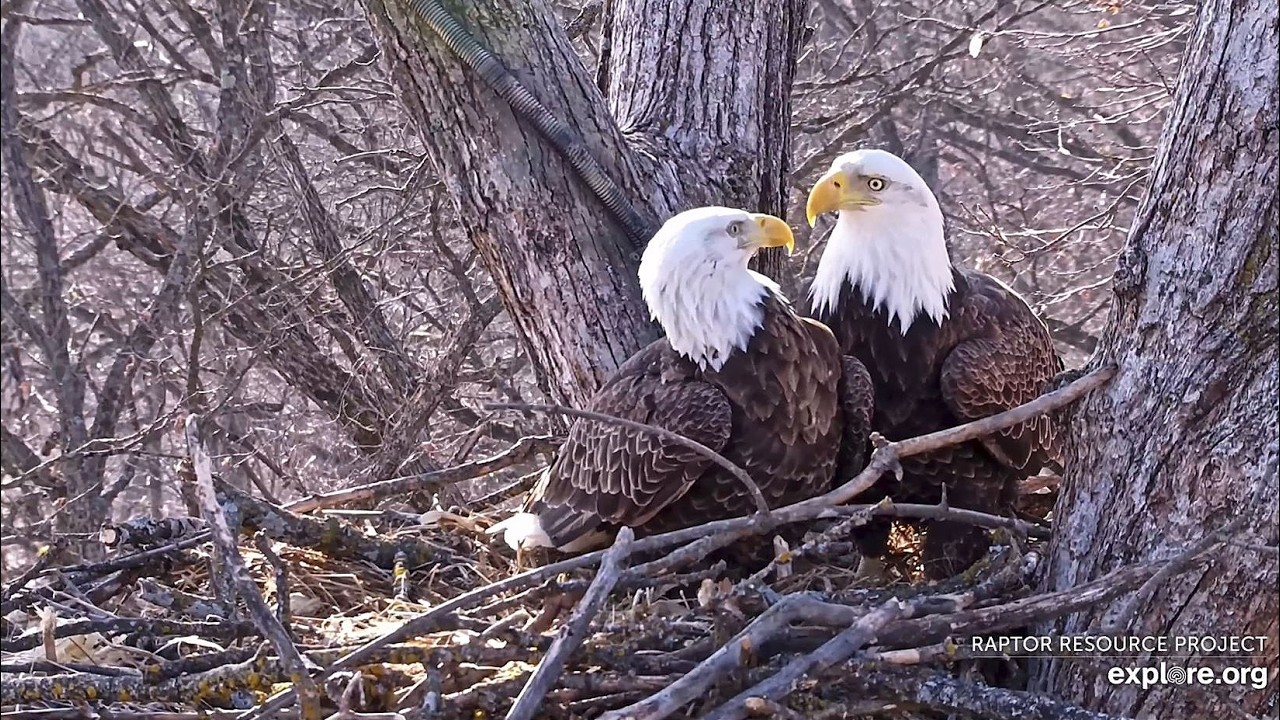 Decorah North Eagles: Reunited! Explore.org 2-13-2026