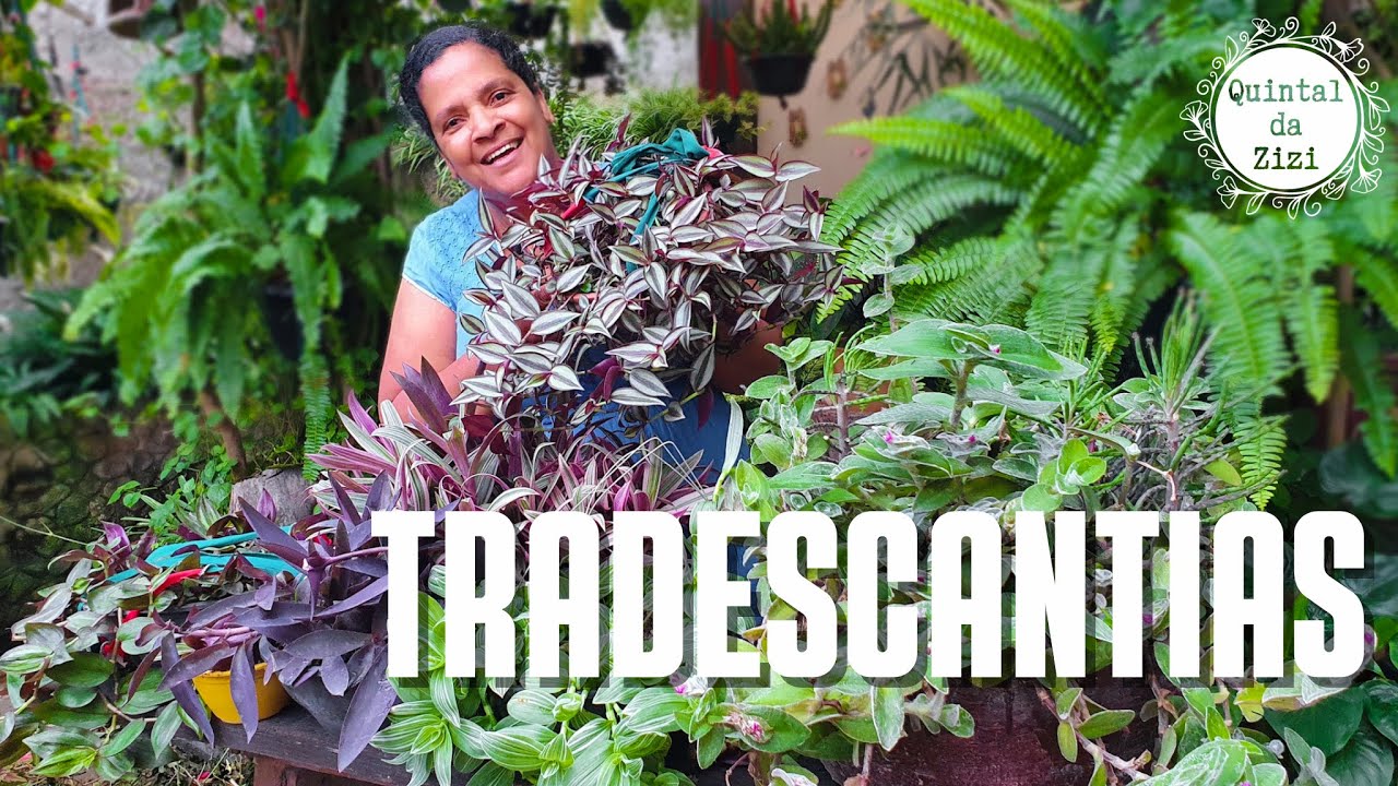 Minha coleção de Tradescantias | Dicas de cultivo | Abacaxi roxo; zebrina; pallida e outras
