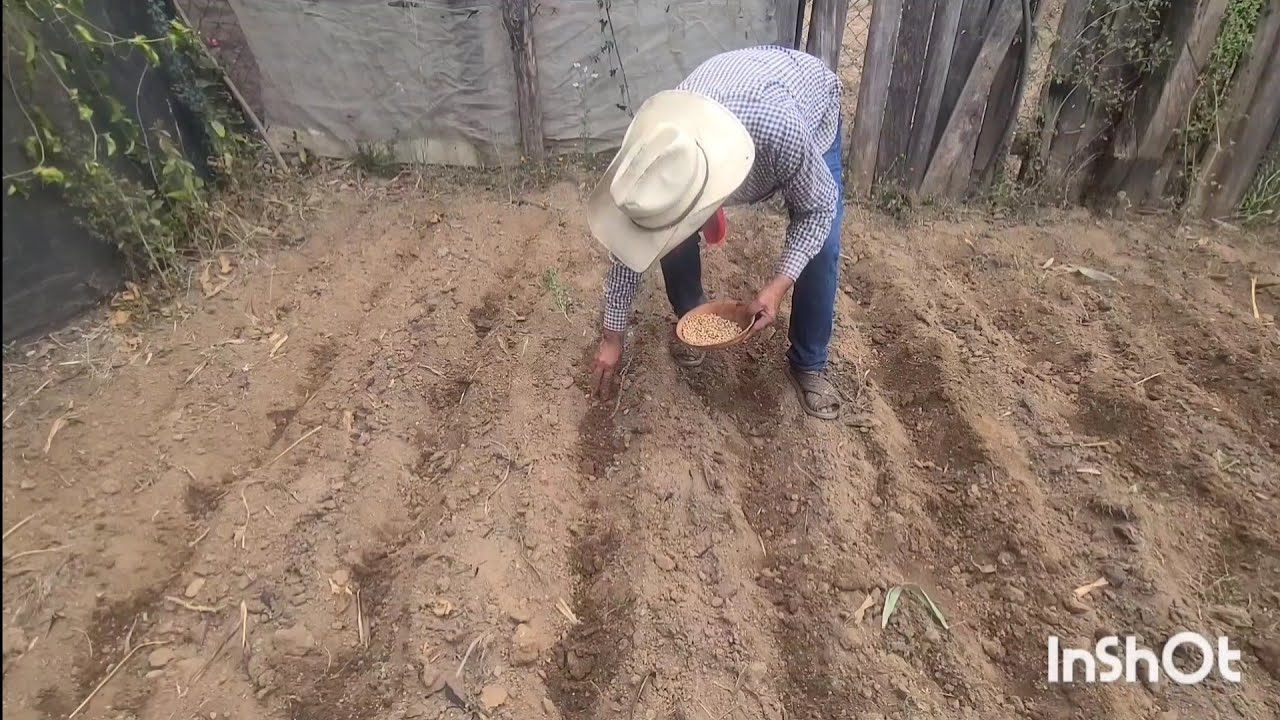La tierra ya esta lista para la siembra de frijol 
