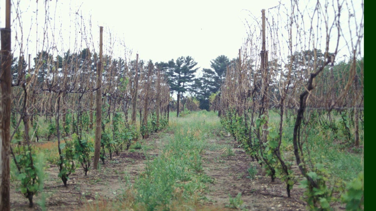 The Fan Training System for Grapevines - Grape Video #10