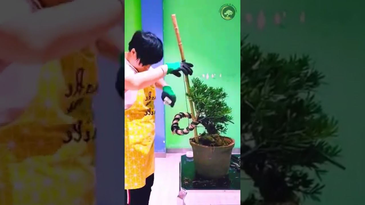 Great bonsai bending skill from a women