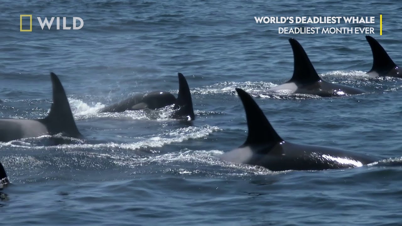 Техника за ловуване | Най-опасните животни на света: Косатки | NG Wild Bulgaria