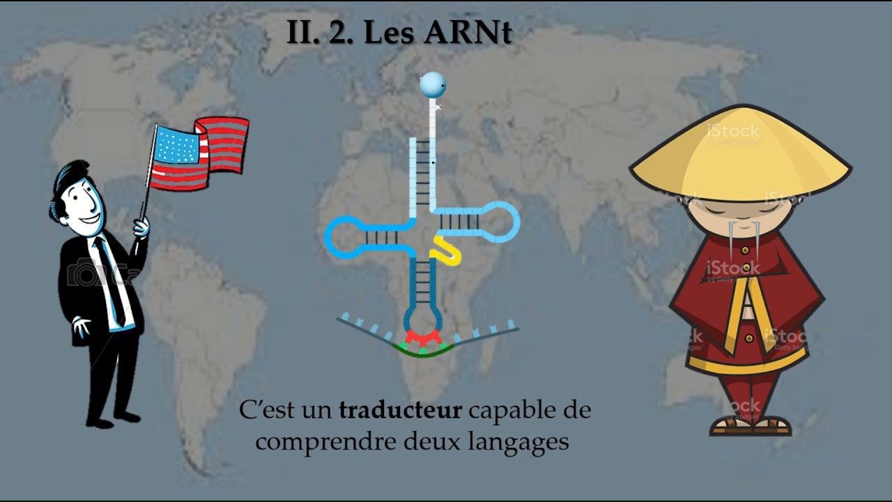 G&eacute;n&eacute;tique- La traduction-l'ARNt - partie 2