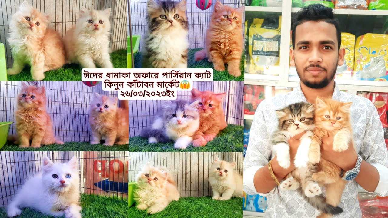 High Quality Persian | কিনুন ঈদ অফার এ | কাঁটাবন মার্কেট ঢাকা😱