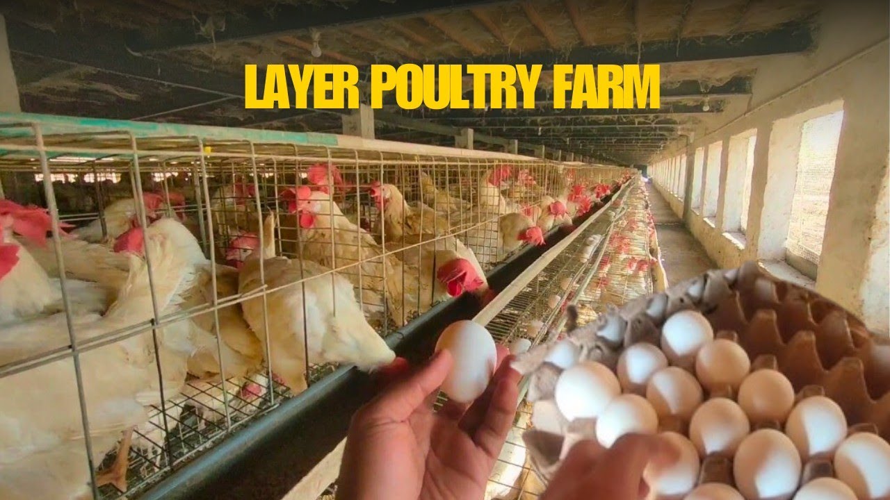 Layer poultry farm in Pakistan| 11000 layer farm | Buying Farm fresh eggs