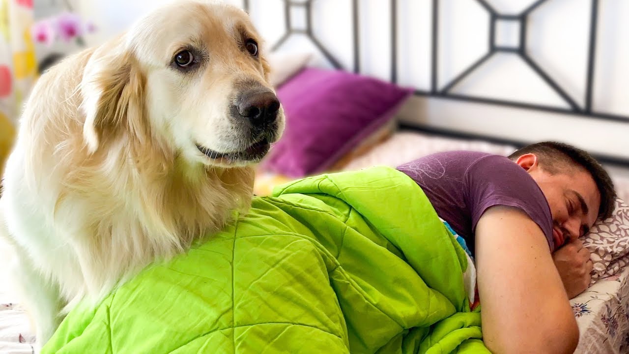What does a Golden Retriever do to Wake Me Up!