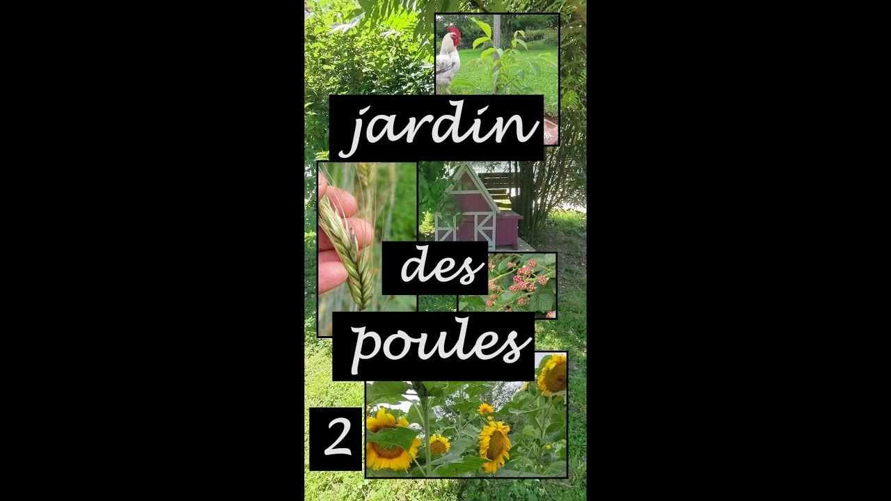 Cultiver des arbres fruitiers, des vignes et des céréales chez les poules