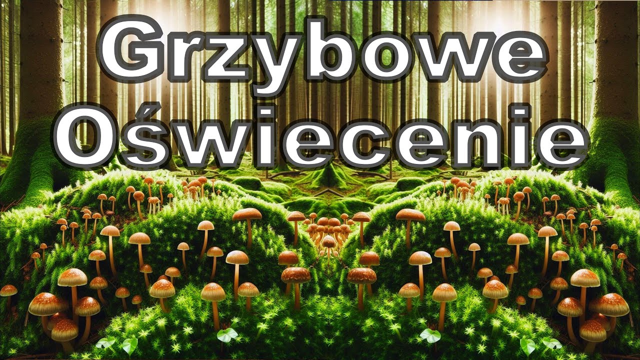 14# Przeżycie mistyczne wizje i halucynacje po zażyciu grzyb&oacute;w psylocybinowych McKennai Trip Raport