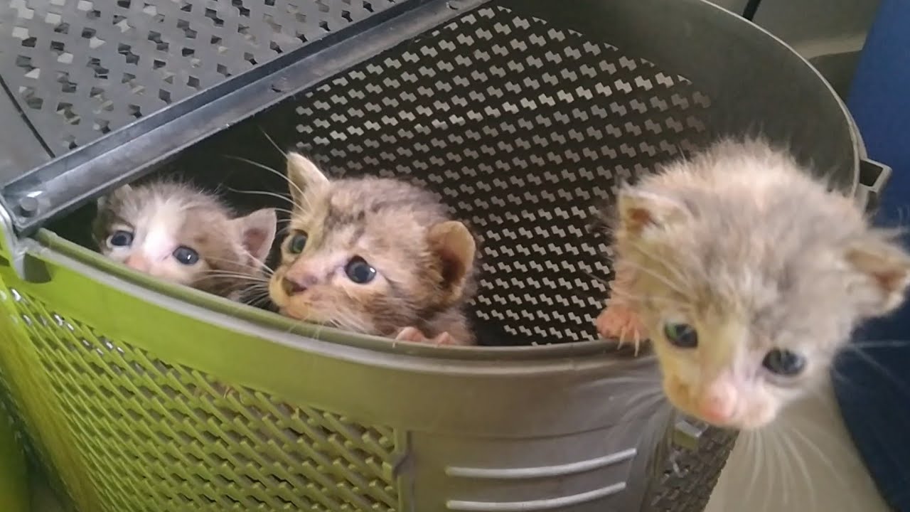 Rescue Orphan Kitten Is A Wild Beast She Is Jealous Of Her Siblings Wants More Affection And Milk 