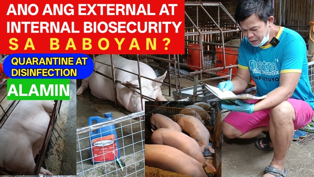 Ano ang External at Internal Biosecurity Quarantine Disinfection sa baboyan