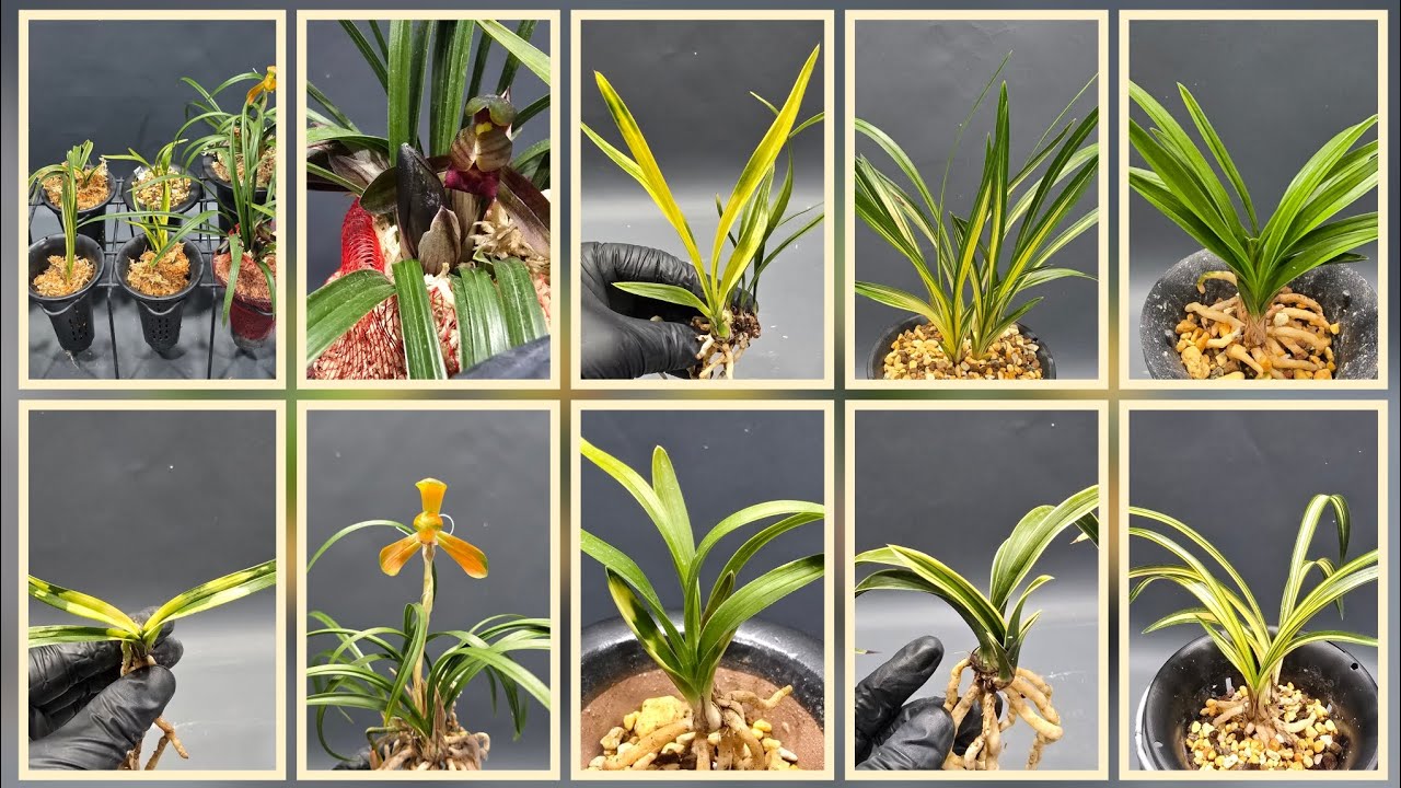 @무시로난초 2026년 2월 26일 목요일 중투호 황복륜 운무령 태극선 호피반 단엽반성호 입변중투 서호반 금산 천종무지 