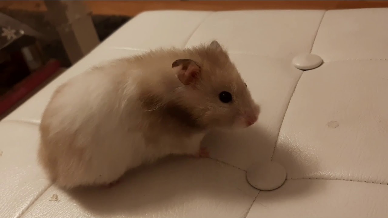 Das ist Molly🐹|My Petlive