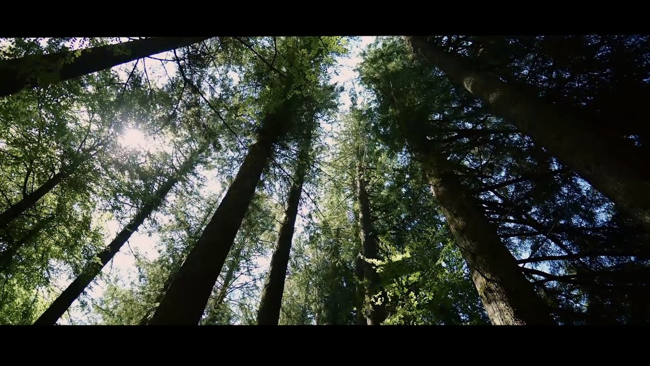 LA CARAVANE PASSE feat. TRYO – Droit Comme un Arbre (Clip officiel)