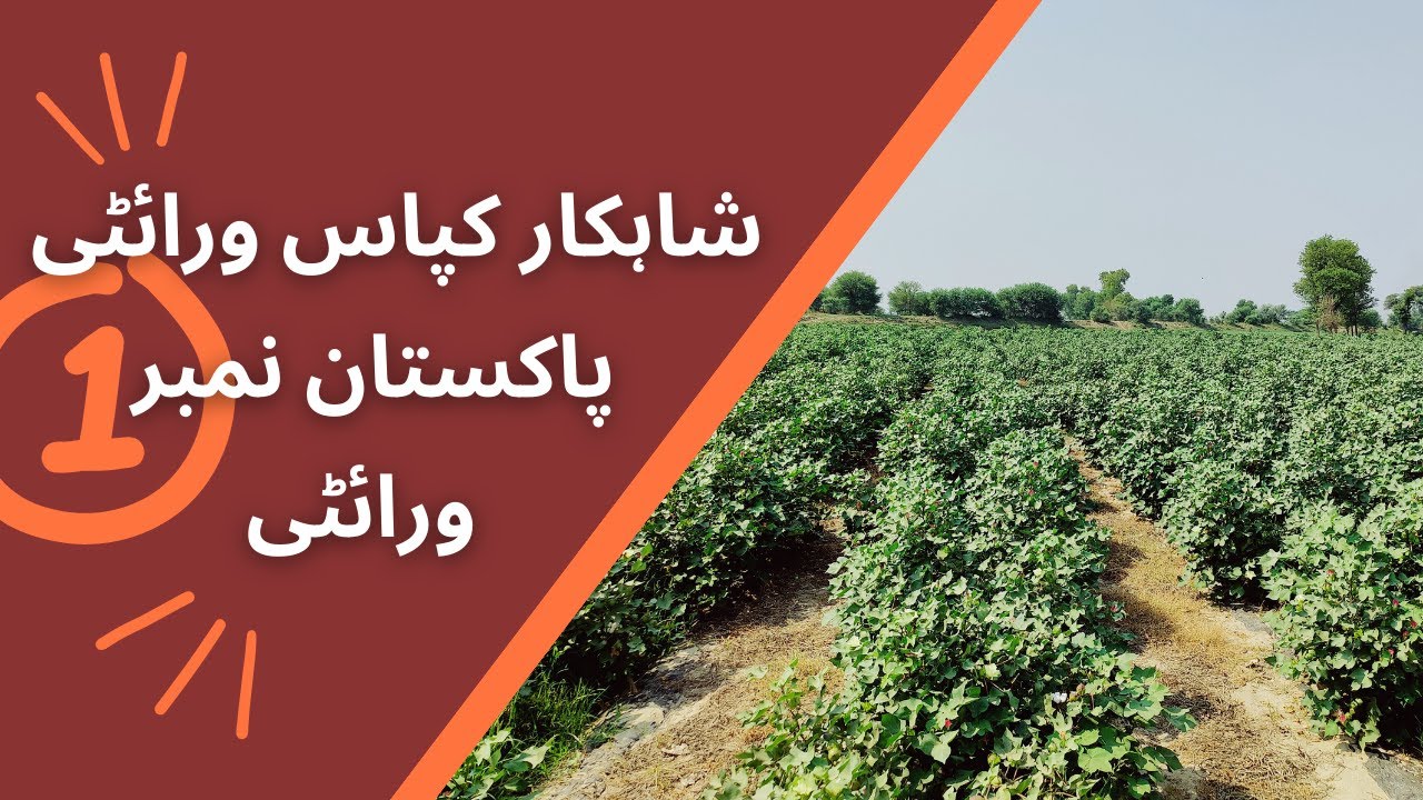 Shahkar cotton variety | Pakistan No 1 cotton variety | Best variety | AlBarkat farm
