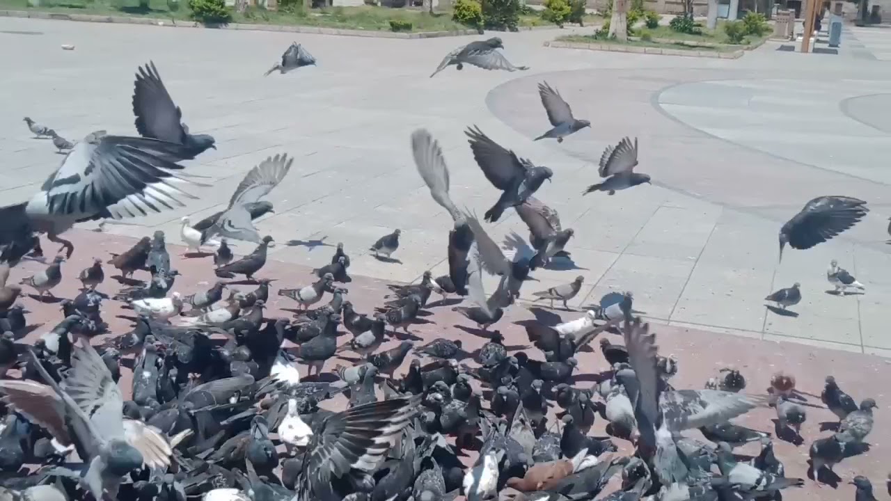 الحمام يزين ساحة ابو الحجاج ومعبد الاقصرA carrier pigeon in Luxor Temple Square