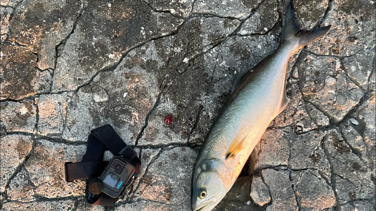 بعد صبر طويل في كرواتيا جاءت اللحظة وأصبت الهدف أخيرًا شاركوني رأيكم #fishing  #صيد  #croatia  🎣🌊