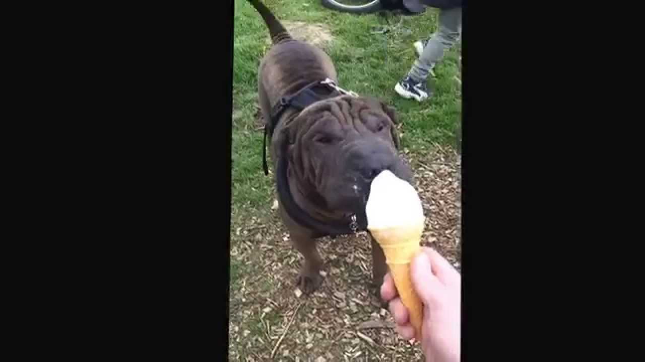 Shar pei and ice cream