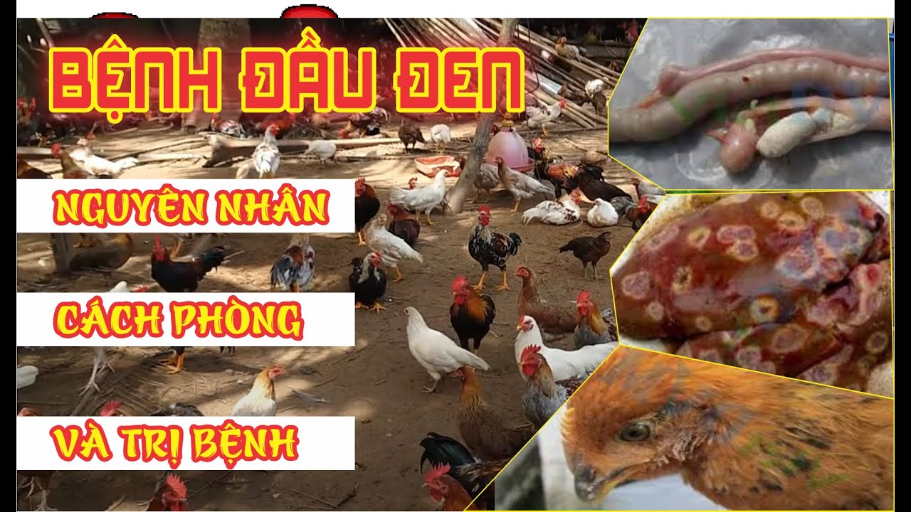 BỆNH ĐẦU ĐEN, NGUYÊN NHÂN CÁCH PHÒNG VÀ TRỊ BỆNH