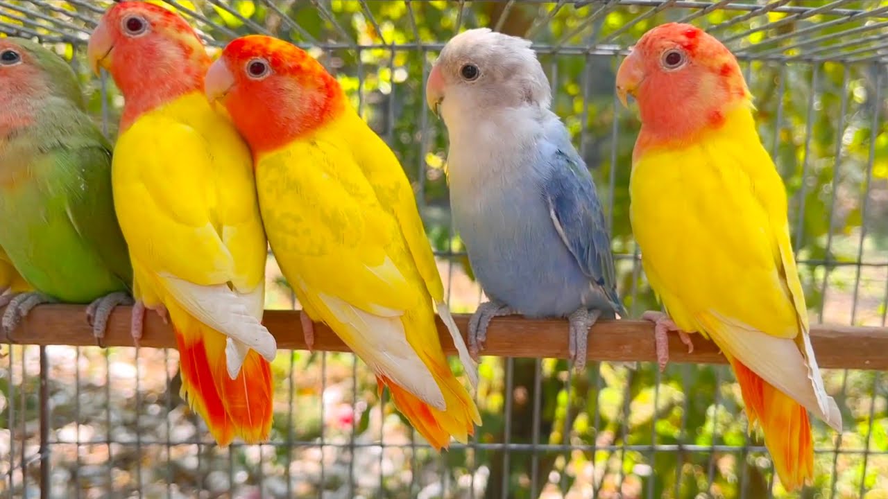 Lovebirds Agapornis Sound HD Mama
